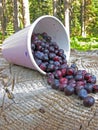 Huckleberry Harvest Royalty Free Stock Photo