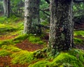 Huckleberry Trail in West Virginia Royalty Free Stock Photo