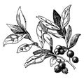 Huckleberry vintage illustration