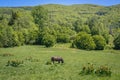 Hucul horse in Bieszczady Mountains