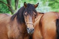 Hucul horses Royalty Free Stock Photo