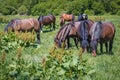 Hucul horses in Poland