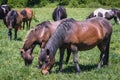 Hucul horses in Bieszczady Mountains, Poland