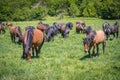 Hucul horses in Poland