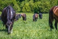 Hucul horses in Poland