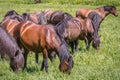 Hucul horses in Poland