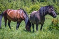 Hucul horses in Poland