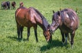 Hucul horses in Poland