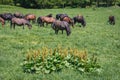 Hucul horses in Bieszczady Mountains, Poland