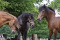 Hucul pony horses funny scene, beautiful three frightened black and brown hairy animals after fright