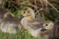 a huddle of Canada goose (Branta canadensis) goslings Royalty Free Stock Photo