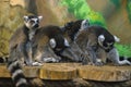 A huddle of ring tailed lemurs Royalty Free Stock Photo