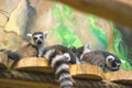 A huddle of ring tailed lemurs Royalty Free Stock Photo