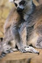 A huddle of ring tailed lemurs Royalty Free Stock Photo