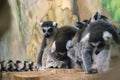 A huddle of ring tailed lemurs Royalty Free Stock Photo