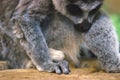 A huddle of ring tailed lemurs Royalty Free Stock Photo