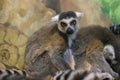 A huddle of ring tailed lemurs Royalty Free Stock Photo