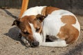 Huddled brown and white dog sleeping on ground outside Royalty Free Stock Photo