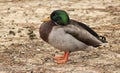 The Huddled-Up of a Male Mallard Duck