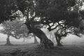 Huddles trees in the fog of the fanal forest Royalty Free Stock Photo