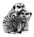 Huddling Meerkats