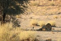 The hude lions male Panthera leo lying in the shade of Kalahari desert