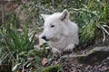 Hudson Bay wolf (Canis lupus hudsonicus) Royalty Free Stock Photo