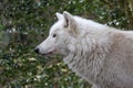 Hudson Bay wolf (Canis lupus hudsonicus) Royalty Free Stock Photo