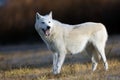 Hudson Bay wolf Canis lupus hudsonicus subspecies of the wolf Canis lupus also known as the grey/gray wolf or arctic wolf Royalty Free Stock Photo