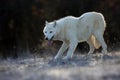 The Hudson Bay wolf Canis lupus hudsonicus subspecies of the wolf Canis lupus also known as the grey/gray wolf or arctic wolf Royalty Free Stock Photo