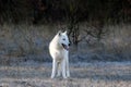 Hudson Bay wolf ,Canis lupus hudsonicus,subspecies of the wolf Canis lupus also known as the grey/gray wolf or arctic wolf Royalty Free Stock Photo