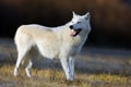 The Hudson Bay wolf ,Canis lupus hudsonicus, subspecies of the wolf Canis lupus also known as the grey/gray wolf or arctic wolf Royalty Free Stock Photo