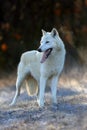 The Hudson Bay wolf ,Canis lupus hudsonicus, subspecies of the wolf Canis lupus also known as the grey/gray wolf or arctic wolf Royalty Free Stock Photo