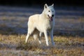 The Hudson Bay wolf Canis lupus hudsonicus subspecies of the wolf Canis lupus also known as the grey/gray wolf or arctic wolf Royalty Free Stock Photo