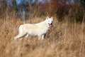 Hudson Bay wolf Canis lupus hudsonicus subspecies of the wolf Canis lupus also known as the grey/gray wolf or arctic wolf Royalty Free Stock Photo