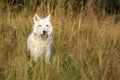 The Hudson Bay wolf Canis lupus hudsonicus subspecies of the wolf Canis lupus also known as the grey/gray wolf or arctic wolf Royalty Free Stock Photo