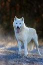 Hudson Bay wolf Canis lupus hudsonicus subspecies of the wolf Canis lupus also known as the grey/gray wolf or arctic wolf Royalty Free Stock Photo