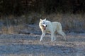 The Hudson Bay wolf Canis lupus hudsonicus subspecies of the wolf Canis lupus also known as the grey/gray wolf or arctic wolf Royalty Free Stock Photo