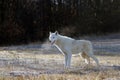 The Hudson Bay wolf ,Canis lupus hudsonicus, subspecies of the wolf Canis lupus also known as the grey/gray wolf or arctic wolf Royalty Free Stock Photo