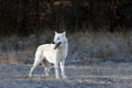 The Hudson Bay wolf ,Canis lupus hudsonicus, subspecies of the wolf Canis lupus also known as the grey/gray wolf or arctic wolf Royalty Free Stock Photo