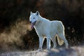 The Hudson Bay wolf ,Canis lupus hudsonicus, subspecies of the wolf Canis lupus also known as the grey/gray wolf or arctic wolf Royalty Free Stock Photo