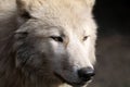 Hudson Bay Wolf Royalty Free Stock Photo