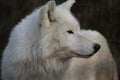 Hudson bay wolf head