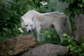 Hudson Bay Wolf Royalty Free Stock Photo