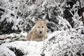 Hudson Bay Wolf Royalty Free Stock Photo