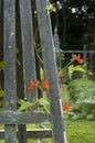 Runner Bean Blossoms on a Garden Trellis Royalty Free Stock Photo