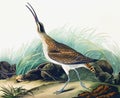 Hudsonian Curlew illustration