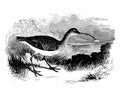 Hudsonian Curlew vintage illustration