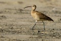 Hudsonian Whimbrel Walking on Rosarito Beach in Baja California, 2024 Royalty Free Stock Photo