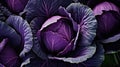 hue purple cabbage